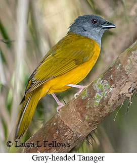 Gray-headed Tanager - © Laura L Fellows and Exotic Birding LLC Gray-headed Tanager - © Laura L Fellows and Exotic Birding LLC