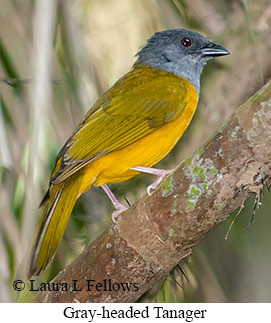 Gray-headed Tanager - © Laura L Fellows and Exotic Birding LLC