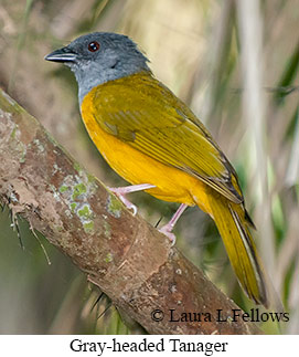 Gray-headed Tanager - © Laura L Fellows and Exotic Birding LLC