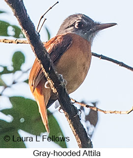 Gray-hooded Attila - © Laura L Fellows and Exotic Birding LLC