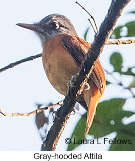 Gray-hooded Attila - © Laura L Fellows and Exotic Birding LLC Gray-hooded Attila - © Laura L Fellows and Exotic Birding LLC
