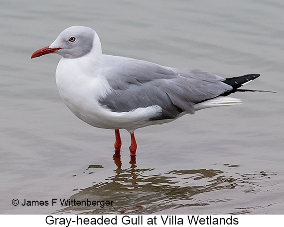 Gray-hooded Gull - © James F Wittenberger and Exotic Birding LLC