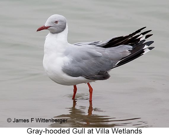Gray-hooded Gull - © James F Wittenberger and Exotic Birding LLC