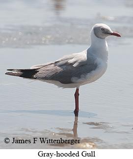 Gray-hooded Gull - © James F Wittenberger and Exotic Birding LLC