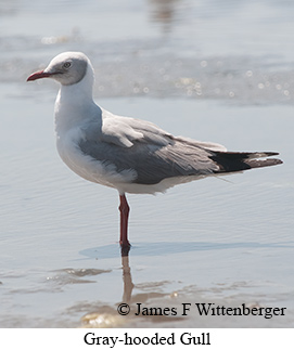 Gray-hooded Gull - © James F Wittenberger and Exotic Birding LLC