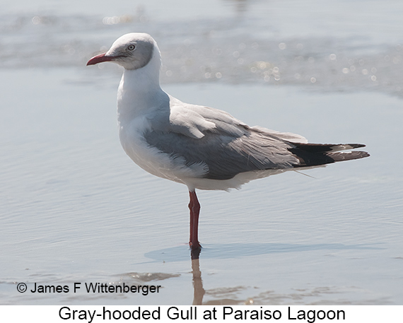 Gray-hooded Gull - © James F Wittenberger and Exotic Birding LLC