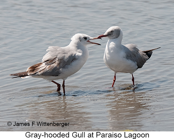 Gray-hooded Gull - © James F Wittenberger and Exotic Birding LLC