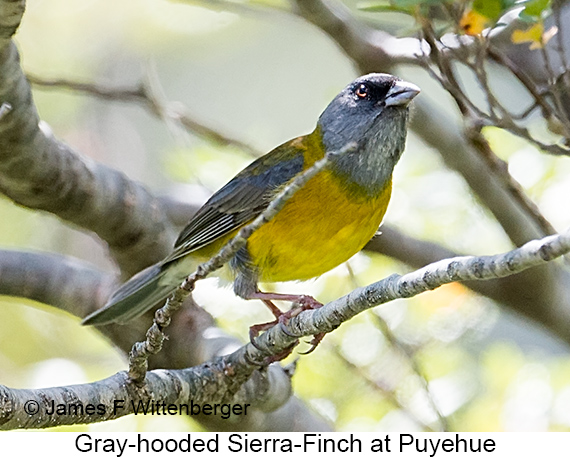 Gray-hooded Sierra Finch - © James F Wittenberger and Exotic Birding LLC Gray-hooded Sierra Finch - © James F Wittenberger and Exotic Birding LLC