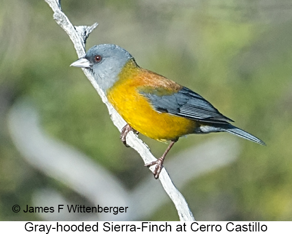 Gray-hooded Sierra Finch - © James F Wittenberger and Exotic Birding LLC Gray-hooded Sierra Finch - © James F Wittenberger and Exotic Birding LLC