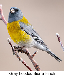 Gray-hooded Sierra-Finch  - Courtesy Argentina Wildlife Expeditions