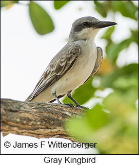 Gray Kingbird - © James F Wittenberger and Exotic Birding LLC