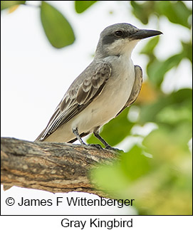 Gray Kingbird - © James F Wittenberger and Exotic Birding LLC Gray Kingbird - © James F Wittenberger and Exotic Birding LLC