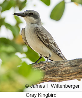 Gray Kingbird - © James F Wittenberger and Exotic Birding LLC