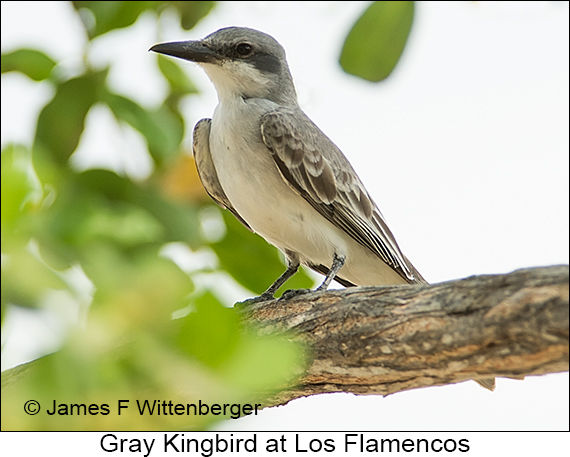 Gray Kingbird - © James F Wittenberger and Exotic Birding LLC