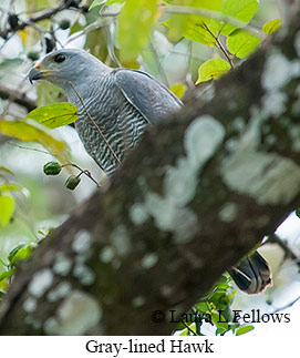 Gray-lined Hawk - © Laura L Fellows and Exotic Birding LLC Gray-lined Hawk - © Laura L Fellows and Exotic Birding LLC