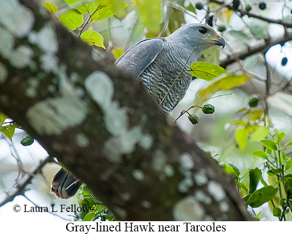 Gray-lined Hawk - &copy; Laura L Fellows and Exotic Birding LLC