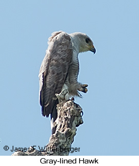 Gray-lined Hawk - © James F Wittenberger and Exotic Birding LLC