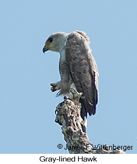 Gray-lined Hawk - © James F Wittenberger and Exotic Birding LLC