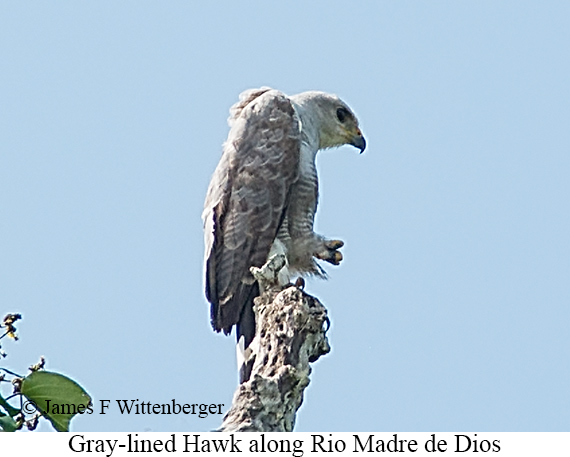 Gray-lined Hawk - &copy; James F Wittenberger and Exotic Birding LLC