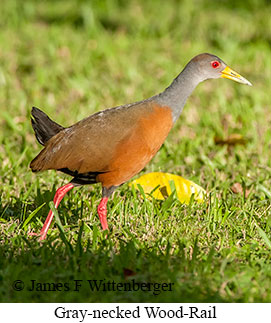 Gray-necked Wood Rail - &copy; James F Wittenberger and Exotic Birding LLC