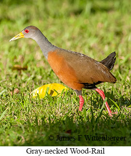 Gray-necked Wood Rail - &copy; James F Wittenberger and Exotic Birding LLC