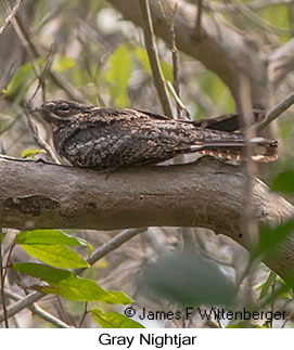 Gray Nightjar - © James F Wittenberger and Exotic Birding LLC