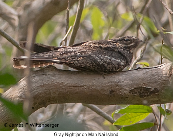 Gray Nightjar - © James F Wittenberger and Exotic Birding LLC