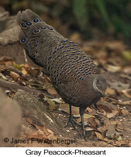 Gray Peacock-Pheasant - © James F Wittenberger and Exotic Birding LLC