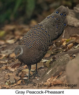 Gray Peacock-Pheasant - © James F Wittenberger and Exotic Birding LLC