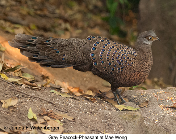 Gray Peacock-Pheasant - © James F Wittenberger and Exotic Birding LLC