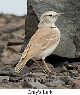 Gray's Lark - © James F Wittenberger and Exotic Birding LLC