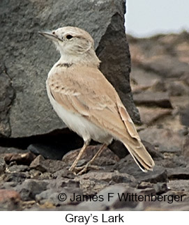 Gray's Lark - © James F Wittenberger and Exotic Birding LLC