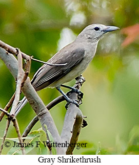Gray Shrikethrush - © James F Wittenberger and Exotic Birding LLC