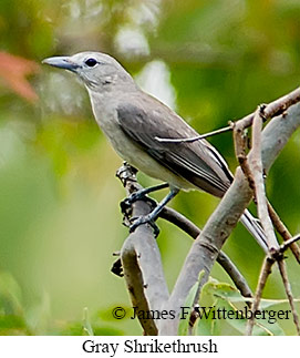 Gray Shrikethrush - © James F Wittenberger and Exotic Birding LLC