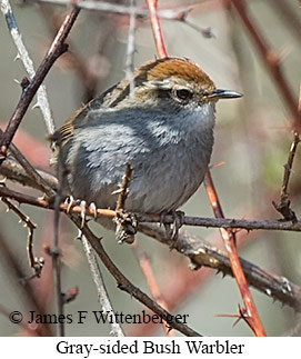 Gray-sided Bush Warbler - © James F Wittenberger and Exotic Birding LLC Gray-sided Bush Warbler - © James F Wittenberger and Exotic Birding LLC