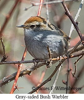 Gray-sided Bush Warbler - © James F Wittenberger and Exotic Birding LLC