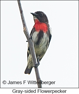 Gray-sided Flowerpecker - © James F Wittenberger and Exotic Birding LLC Gray-sided Flowerpecker - © James F Wittenberger and Exotic Birding LLC