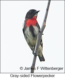 Gray-sided Flowerpecker - © James F Wittenberger and Exotic Birding LLC