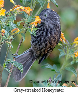 Gray-streaked Honeyeater - © James F Wittenberger and Exotic Birding LLC Gray-streaked Honeyeater - © James F Wittenberger and Exotic Birding LLC