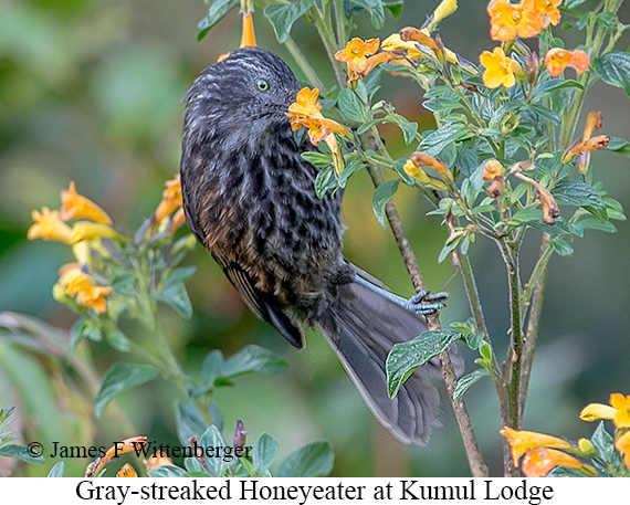 Gray-streaked Honeyeater - © James F Wittenberger and Exotic Birding LLC