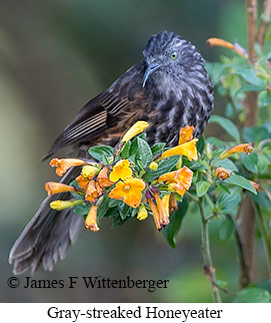 Gray-streaked Honeyeater - © James F Wittenberger and Exotic Birding LLC