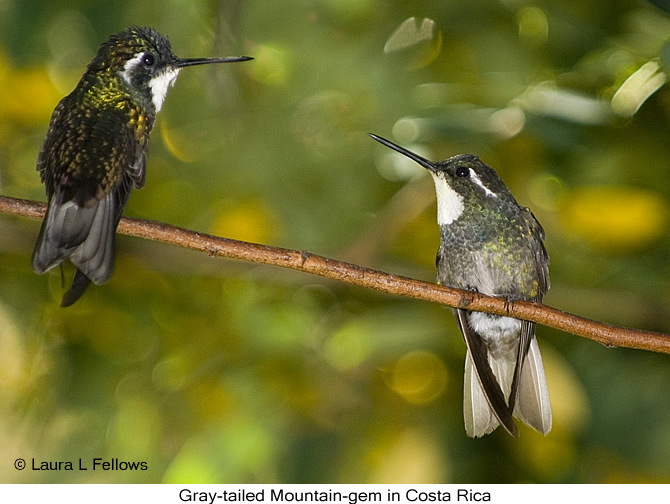 Gray-tailed Mountain-gem in Costa Rica - &copy; L.aura L Fellows and Exotic Birding tours