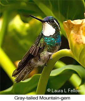 White-throated Mountain-gem - &copy; Laura L Fellows and Exotic Birding Tours