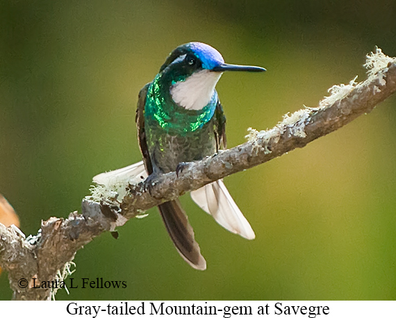 Gray-tailed Mountain-gem - © Laura L Fellows and Exotic Birding LLC Gray-tailed Mountain-gem - © Laura L Fellows and Exotic Birding LLC