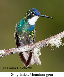 Gray-tailed Mountain-gem - © Laura L Fellows and Exotic Birding LLC Gray-tailed Mountain-gem - © Laura L Fellows and Exotic Birding LLC