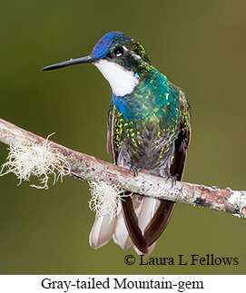 Gray-tailed Mountain-gem - © Laura L Fellows and Exotic Birding LLC Gray-tailed Mountain-gem - © Laura L Fellows and Exotic Birding LLC