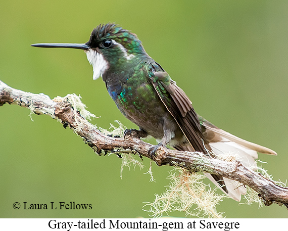 Gray-tailed Mountain-gem - © James F Wittenberger and Exotic Birding LLC