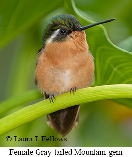 Female Gray-tailed Mountain-gem - © Laura L Fellows and Exotic Birding LLC Female Gray-tailed Mountain-gem - © Laura L Fellows and Exotic Birding LLC