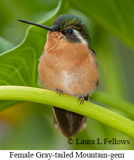 Gray-tailed Mountain-gem - © Laura L Fellows and Exotic Birding Tours Gray-tailed Mountain-gem - © Laura L Fellows and Exotic Birding Tours