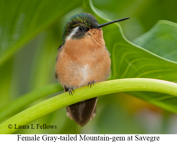 Gray-tailed Mountain-gem - © Laura L Fellows and Exotic Birding LLC Gray-tailed Mountain-gem - © Laura L Fellows and Exotic Birding LLC